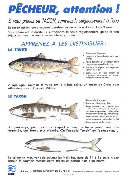Ouverture de la pêche à la truite : niveaux d'eau, restrictions, permis  ce qu'il faut savoir sur la saison 2023 